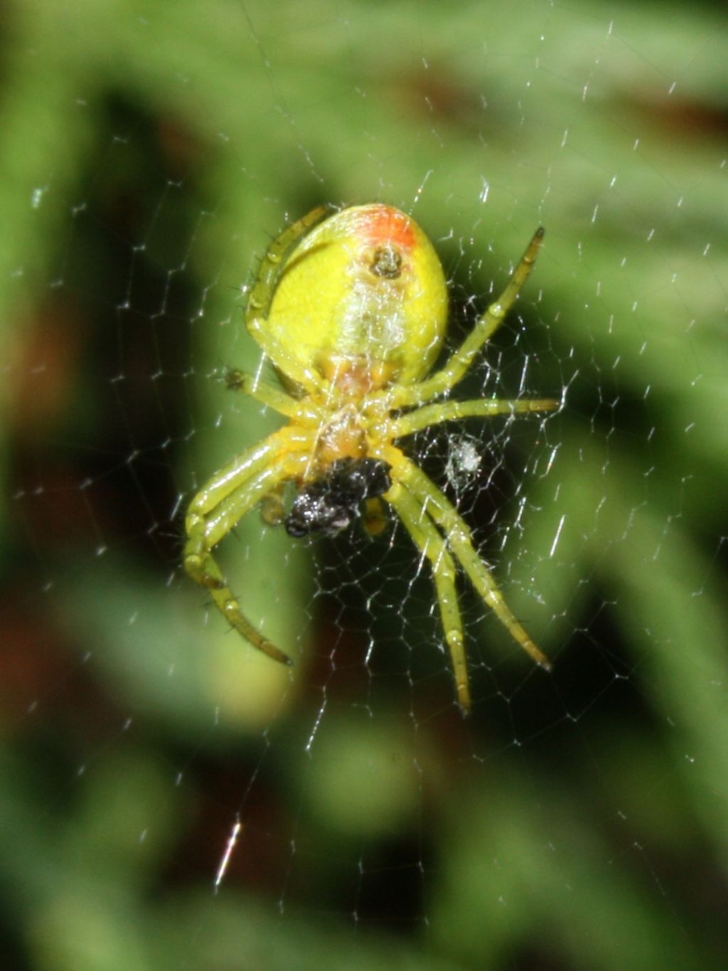 Araniella sp. - Mapello (BG)